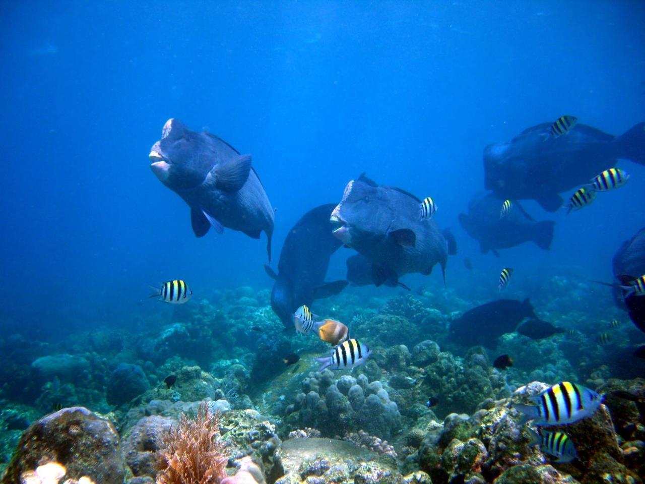 Matahari Tulamben Resort, Dive & Spa Ανέσεις φωτογραφία